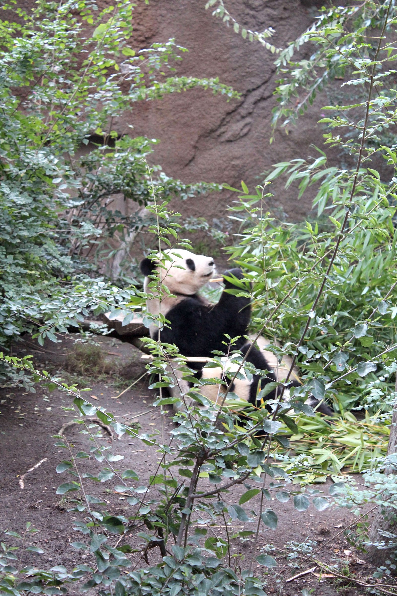 San Diego Zoo Part I 210